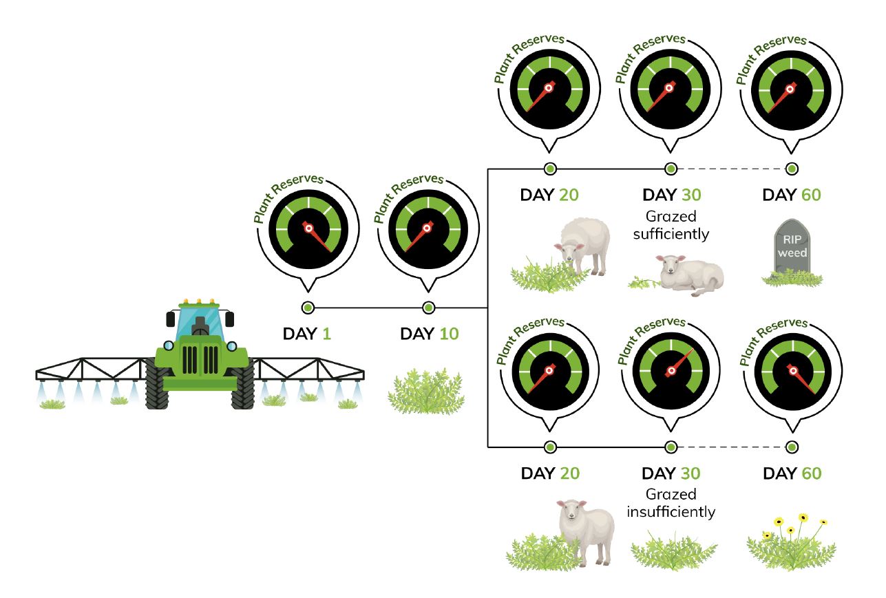 How spray-grazing works - The Toolbox - MLA eLearning