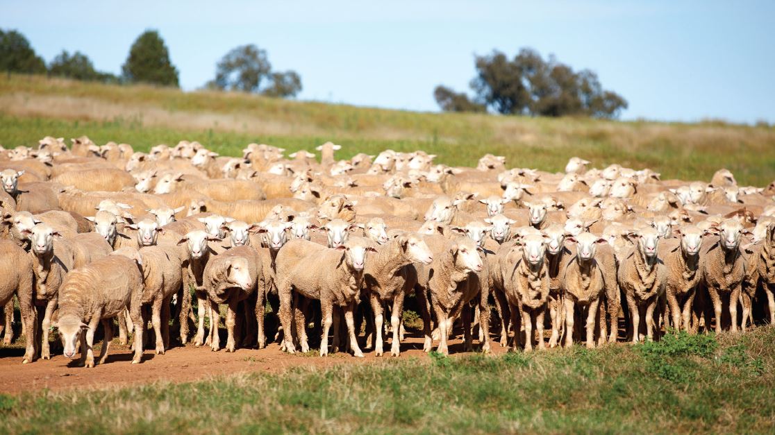 Handling and storing vaccines - The Toolbox - MLA eLearning