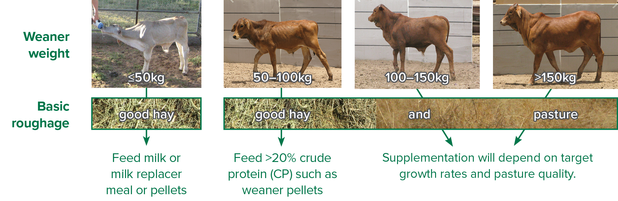 What to feed The Toolbox MLA eLearning