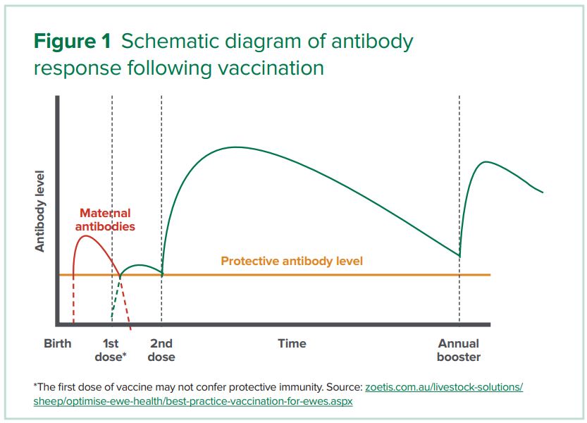 Types Of Vaccines - The Toolbox - MLA ELearning